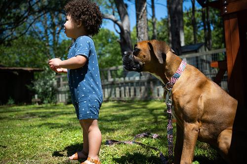Show full view: Country Brook Petz Premium Patriotic Tribute Dog Collar, Large: 16 to 22-in neck, 1-in wide slide 3 of 7