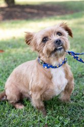 Country Brook Petz Premium Duty Honor Country Dog Collar, Small: 11 to 13-in neck, 5/8-in wide slide 2 of 7