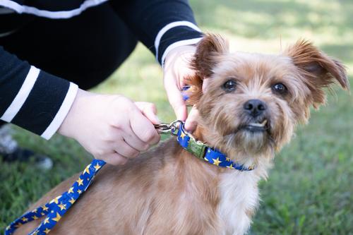 Show full view: Country Brook Petz Premium Duty Honor Country Dog Collar, Medium: 13 to 16-in neck, 1-in wide slide 2 of 7