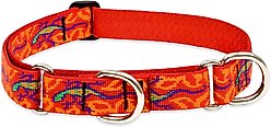 LupinePet Martingale Dog Collar, Go Go Gecko, Large: 15 to 22-in