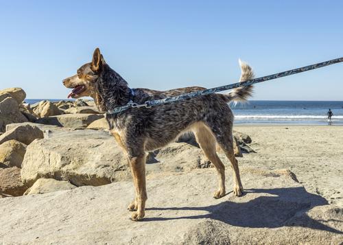 Show full view: LupinePet Padded Handle Dog Leash, Sand Shark, Regular: 6-ft long, 3/4-in wide slide 2 of 7