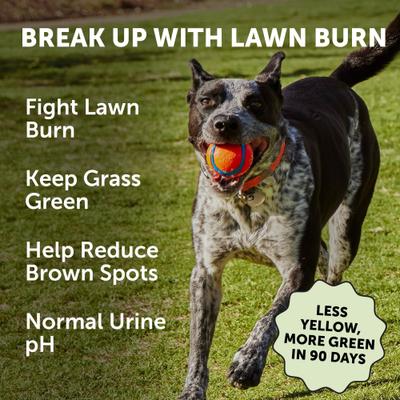 Show full view: Pet Honesty Grass Green Turkey Flavor Burn Spot Urine Neutralizer Soft Chews Digestive Supplement for Dogs, 90 count slide 3 of 13