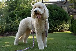 Country Brook Petz Deluxe Sky Mandala Dog Collar, Medium: 13 to 16-in neck, 1-in wide slide 2 of 7