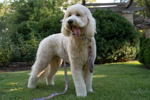 Show full view: Country Brook Petz Sky Mandala Martingale Dog Collar, Small: 11 to 15-in neck, 5/8-in wide slide 3 of 8