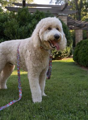 Show full view: Country Brook Petz Sky Mandala Martingale Dog Collar, Small: 11 to 15-in neck, 5/8-in wide slide 4 of 8