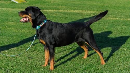 Show full view: Country Brook Petz Tie Dye Flowers Martingale Dog Collar, Medium: 15 to 21-in neck, 1-in wide slide 3 of 8