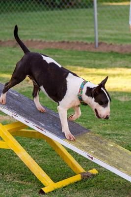 Show full view: Country Brook Petz Tie Dye Stripes Martingale Dog Collar, Medium: 15 to 21-in neck, 1-in wide slide 2 of 7