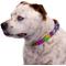 Show in main carousel: Country Brook Petz Paint Splatter Martingale Dog Collar, Medium: 15 to 21-in neck, 1-in wide slide 3 of 7