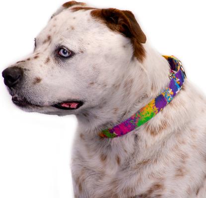 Show full view: Country Brook Petz Paint Splatter Martingale Dog Collar, Medium: 15 to 21-in neck, 1-in wide slide 3 of 7