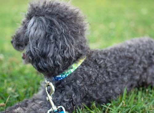 Show full view: Country Brook Petz Premium Trippy Doggo Dog Collar, Large: 16 to 22-in neck, 1-in wide slide 3 of 7