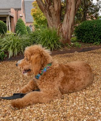 Show full view: Country Brook Petz Tie Dye Stripes Martingale Dog Collar, Medium: 15 to 21-in neck, 1-in wide slide 3 of 7