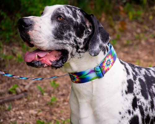 Show full view: Country Brook Petz Tie Dye Flowers Martingale Dog Collar, Medium: 15 to 21-in neck, 1-in wide slide 4 of 8