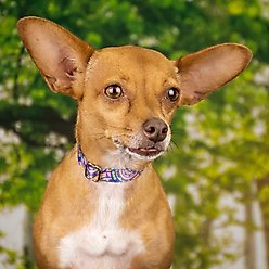 Country Brook Petz Deluxe Blue Boho Mandala Dog Collar, XX-Small: 7 to 9-in neck, 1/2-in wide slide 2 of 6