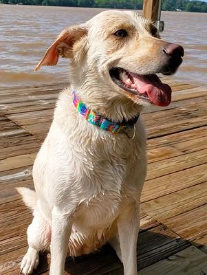 Show full view: Country Brook Petz Classic Tie Dye Martingale Dog Collar, Large: 18 to 26-in neck, 1-in wide slide 2 of 7