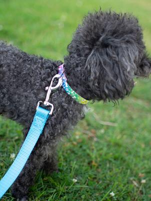 Show full view: Country Brook Petz Premium Trippy Doggo Dog Collar, Large: 16 to 22-in neck, 1-in wide slide 2 of 7