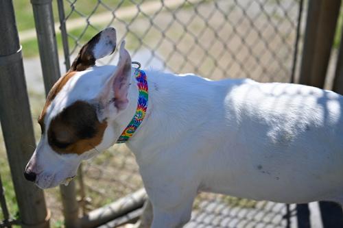 Show full view: Country Brook Petz Premium Classic Tie Dye Dog Collar, Large: 16 to 22-in neck, 1-in wide slide 3 of 8