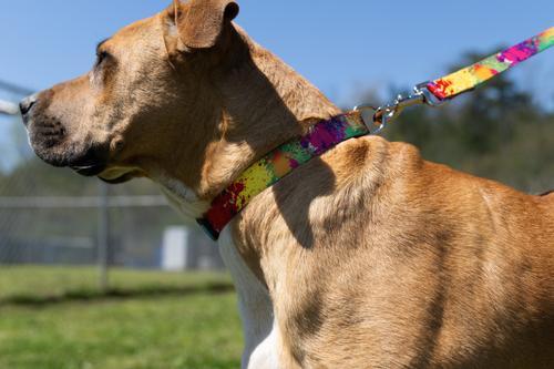 Show full view: Country Brook Petz Paint Splatter Martingale Dog Collar, Medium: 15 to 21-in neck, 1-in wide slide 2 of 7
