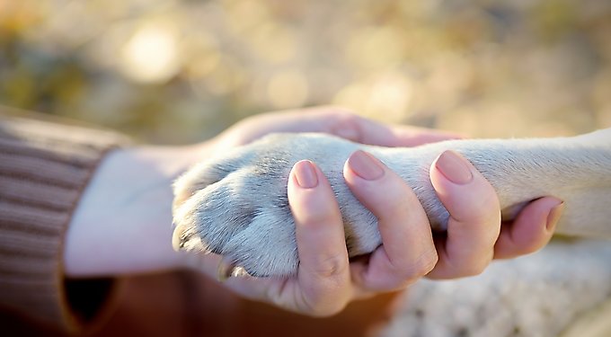 Veterinary Formula Clinical Care Ear Therapy