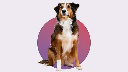 Sentinel Spectrum Chews