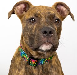 Country Brook Petz Deluxe Tie Dye Stripes Dog Collar, Medium: 13 to 16-in neck, 1-in wide slide 2 of 6
