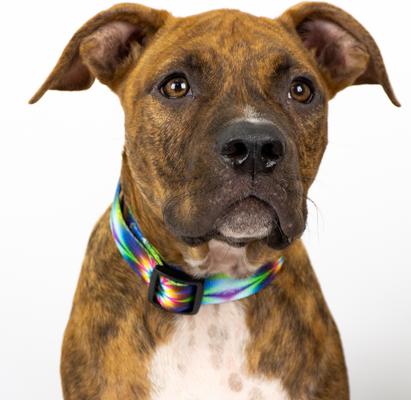 Show full view: Country Brook Petz Deluxe Tie Dye Flowers Dog Collar, Large: 16 to 22-in neck, 1-in wide slide 2 of 6