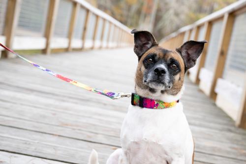Show full view: Country Brook Petz Deluxe Paint Splatter Dog Collar, Large: 16 to 22-in neck, 1-in wide slide 2 of 8