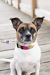 Country Brook Petz Deluxe Paint Splatter Dog Collar, X-Small: 9 to 11-in neck, 1/2-in wide slide 2 of 7