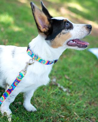 Show full view: Country Brook Petz Deluxe Classic Tie Dye Dog Collar, XX-Small: 7 to 9-in neck, 1/2-in wide slide 3 of 8