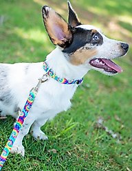 Country Brook Petz Deluxe Classic Tie Dye Dog Collar, Large: 16 to 22-in neck, 1-in wide slide 2 of 7