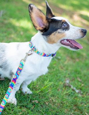 Show full view: Country Brook Petz Deluxe Classic Tie Dye Dog Collar, XX-Small: 7 to 9-in neck, 1/2-in wide slide 2 of 8