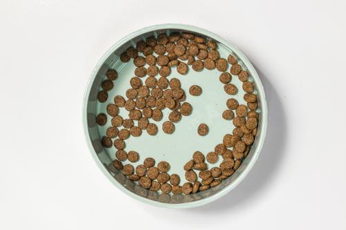 Show full view: 10 Strawberry Street Paw Pattern Cat Dish, Set of 2, Sage, Small slide 4 of 5