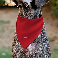Buckle-Down Peanuts Snoopy Smiling Slip-On Dog Bandana, Red slide 2 of 7