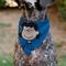 Show in main carousel: Buckle-Down Peanuts Lucy van Pelt Smiling Slip-On Dog Bandana, Blue slide 4 of 6