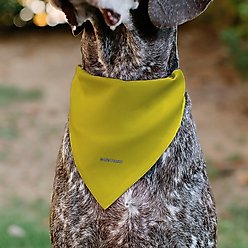 Buckle-Down Peanuts Charlie Brown Smiling Slip-On Dog Bandana, Yellow slide 2 of 7
