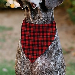 Buckle-Down Christmas Holiday Pajama Plaid Slip-On Dog Bandana, Red/Black slide 2 of 6