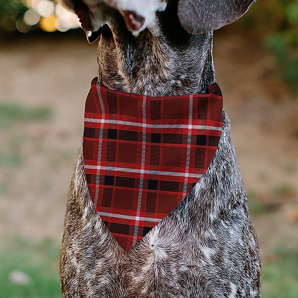 Show full view: Buckle-Down Holiday Pajama Plaid Slip-On Dog Bandana, Red/Black/White slide 5 of 6