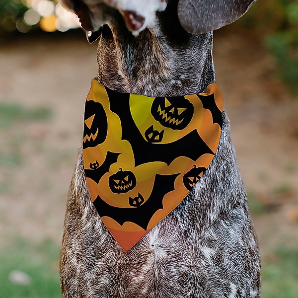 Show full view: Buckle-Down Halloween Bats & Jack O Lanterns Pumpkins Slip-On Dog Bandana, Orange slide 4 of 6