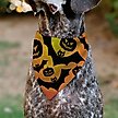 Show in main carousel: Buckle-Down Halloween Bats & Jack O Lanterns Pumpkins Slip-On Dog Bandana, Orange slide 4 of 6