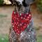 Show in main carousel: Buckle-Down Americana Stars Slip-On Dog Bandana, Red slide 5 of 6