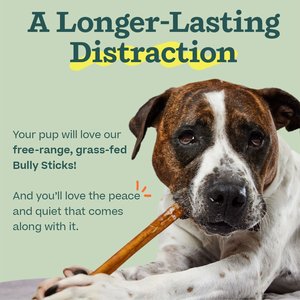 Woof High Protein 12-inch Bully Stick Dog Chew, 5 count