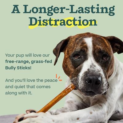 Show full view: Woof High Protein 6-inch Bully Stick Dog Chew, 5 count slide 4 of 8