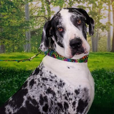 Show full view: Country Brook Petz Tie Dye Stripes Dog Leash, Medium: 6-ft long, 5/8-in wide slide 3 of 6