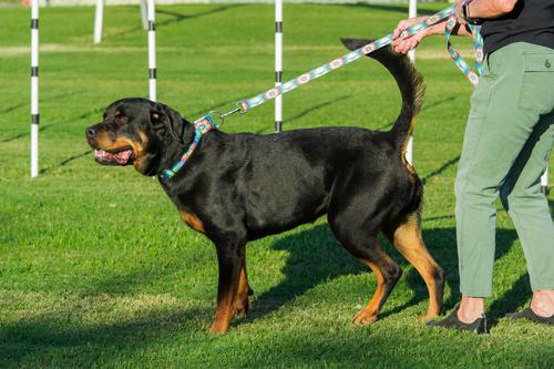 Show full view: Country Brook Petz Tie Dye Flowers Dog Leash, Medium: 6-ft long, 5/8-in wide slide 3 of 6