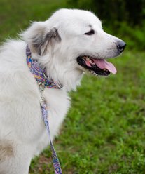 Country Brook Petz Blue Boho Mandala Dog Leash, Medium: 4-ft long, 5/8-in wide slide 2 of 5