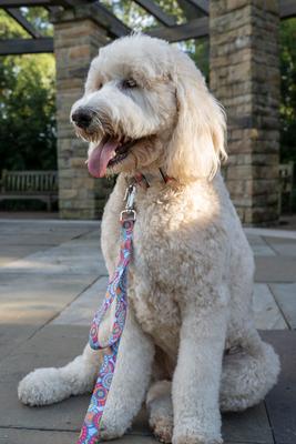 Show full view: Country Brook Petz Premium Sky Mandala Dog Collar, Small: 11 to 13-in neck, 5/8-in wide slide 2 of 7