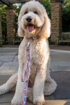 Show full view: Country Brook Petz Sky Mandala Dog Leash, Medium: 6-ft long, 5/8-in wide slide 4 of 7