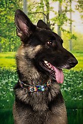 Country Brook Petz Premium Tie Dye Flowers Dog Collar, Small: 11 to 13-in neck, 5/8-in wide slide 2 of 7