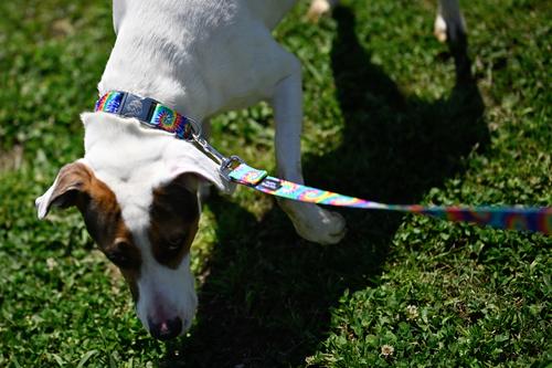 Show full view: Country Brook Petz Premium Classic Tie Dye Dog Collar, Large: 16 to 22-in neck, 1-in wide slide 4 of 8