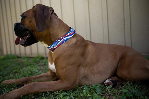 Show full view: Country Brook Design Deluxe Star Spangled Dog Collar, Large: 16 to 22-in neck, 1-in wide slide 2 of 7