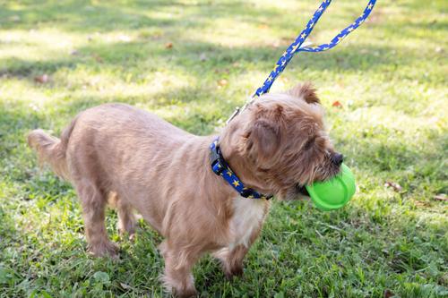 Show full view: Country Brook Design Deluxe Duty Honor Country Dog Collar, XX-Small: 7 to 9-in neck, 1/2-in wide slide 4 of 8